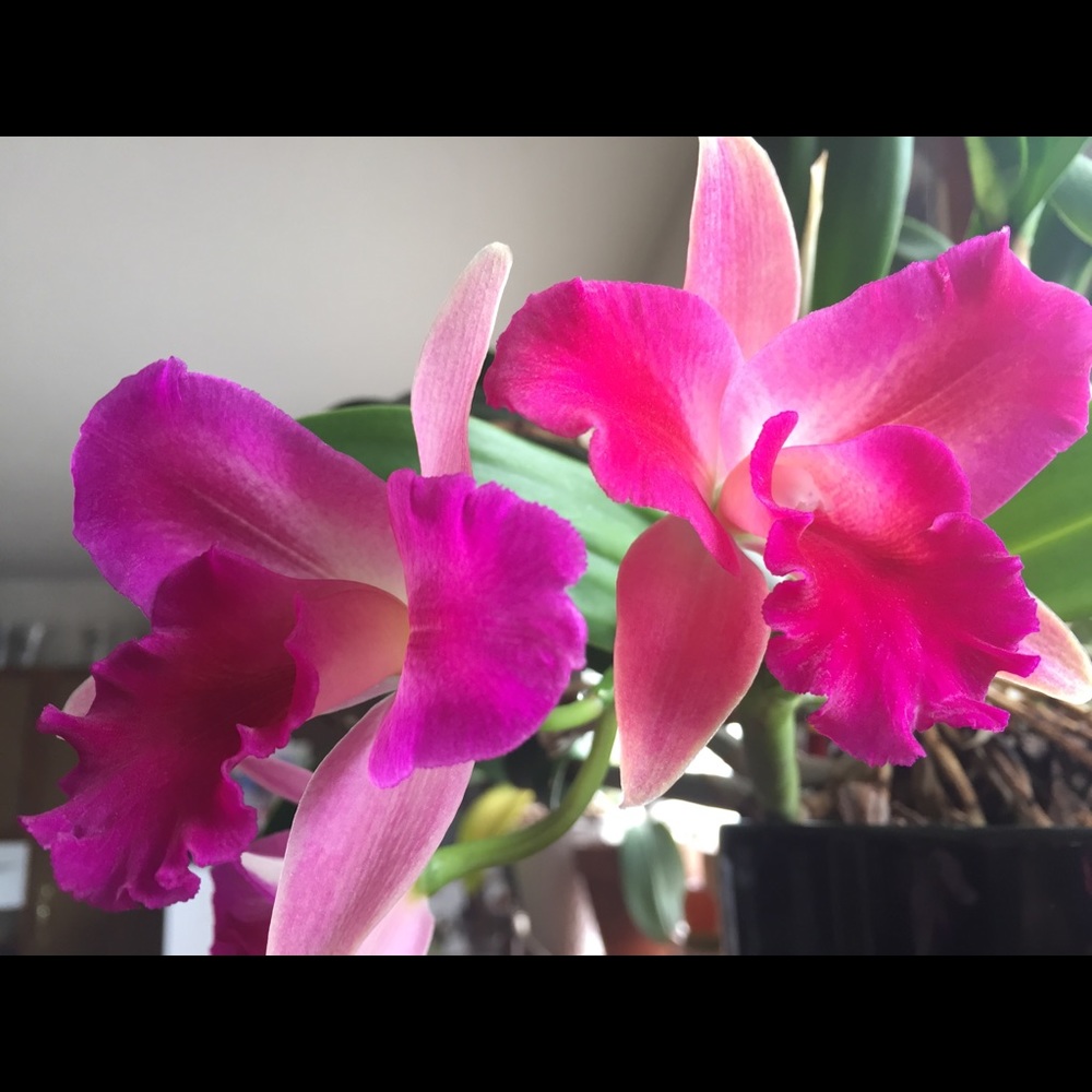Not For Sale - Picture 2 of 4